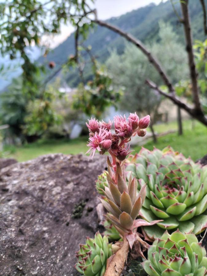 Da Erminia Verdabbio Exterior foto